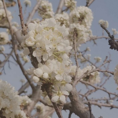 浪漫花朵头像，首选用浪漫花朵做头像图片