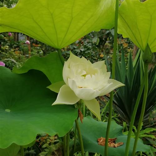 干净利落，荷花头像释放闪亮光芒