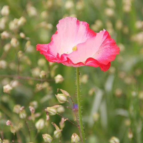 花朵头像 微信 中年人，花朵为我们的生活增添了诗意与浪漫