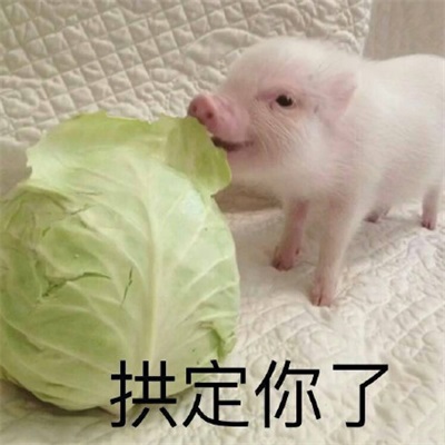 猪拱白菜图片表情包抖音