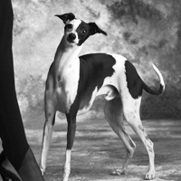 人狗情黑白图片200x200头像,人与狗狗的感人图片