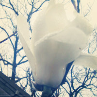 纯洁无暇的白玉兰花朵头像图片,花香满枝头展示大自然的美