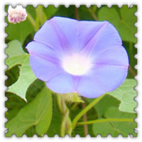 今天早晨我拍,楼下紫色喇叭花,清新的qq花朵头像图片,太美丽了