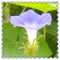 今天早晨我拍,楼下紫色喇叭花,清新的qq花朵头像图片,太美丽了