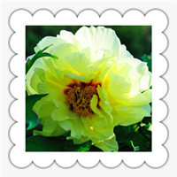 花中之王牡丹头像图片,花大、形美、色艳花色绚烂令人赏心悦目