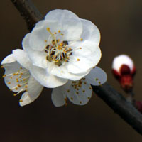 杏花迎春的先驱,杏花QQ头像图片,春天最美好的印象