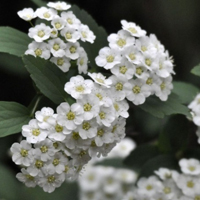 白色花朵头像,麻叶绣线菊花卉