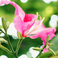 紫荆花图片,粉色花朵头像,花极清香