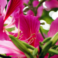 紫荆花图片,粉色花朵头像,花极清香