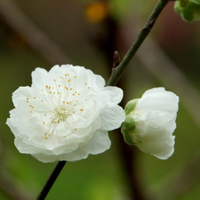 淡雅的白碧桃花朵头像图片,白色的花朵太美丽了