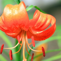 橙色百合花QQ头像,花语是 深深祝福的意义