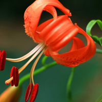 橙色百合花QQ头像,花语是 深深祝福的意义