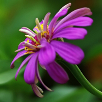 小清新紫色波斯菊花卉图片头像,我最爱的颜色
