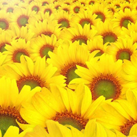 心若向阳无畏悲伤,我们人人都应和向日葵一样