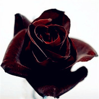 个性黑玫瑰头像,花型稍小，精巧别致