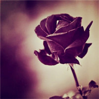 个性黑玫瑰头像,花型稍小，精巧别致
