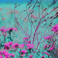 百花盛开的唯美花朵头像图片,花海是最美丽的
