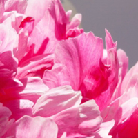 粉红色的牡丹,姿丰典雅，花香袭人