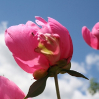 粉红色的牡丹,姿丰典雅，花香袭人