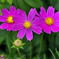 粉色自然的花朵头像美丽极了