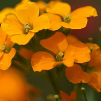 桂竹香花卉图片,黄色的花瓣朵朵开
