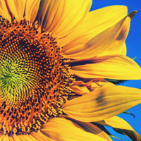 适合头像的向阳花图片,微信头像向日葵花图片
