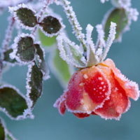 结霜花朵唯美头像,花朵结霜的样子更好看