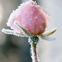 结霜花朵唯美头像,花朵结霜的样子更好看