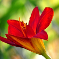 红色花卉图片头像,百合花太美丽了