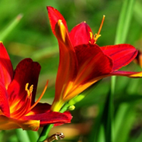 红色花卉图片头像,百合花太美丽了