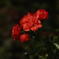各种颜色的月季花朵头像图片,红色的最美丽