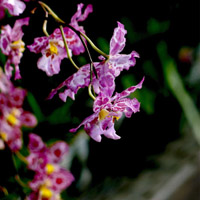 花卉热带兰图片,花形奇特多姿绚丽好看