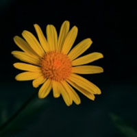 花形优美色彩绚丽黄色菊花头像图片