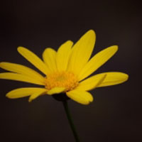 花形优美色彩绚丽黄色菊花头像图片