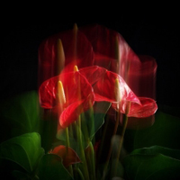 娇艳的红掌花朵头像图片,一朵朵大大的花儿