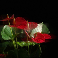 娇艳的红掌花朵头像图片,一朵朵大大的花儿