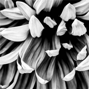 QQ头像花朵黑白图片 让你感觉不同的色彩