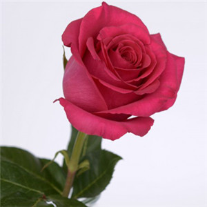红玫瑰微信头像 好看的红玫瑰花图片