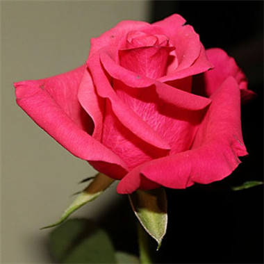 风水上最好的微信头像-鲜艳的红色玫瑰图片