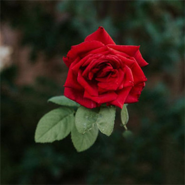 风水上最好的微信头像-鲜艳的红色玫瑰图片