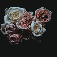 玫瑰花头像 淡雅的玫瑰花图片