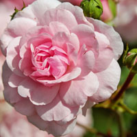 好看的玫瑰花头像,粉色的玫瑰花图片