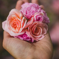 好看的玫瑰花头像,粉色的玫瑰花图片