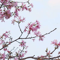 美丽的樱花是最好看的,微信头像樱花图片大全