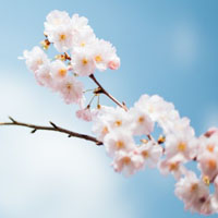 美丽的樱花是最好看的,微信头像樱花图片大全