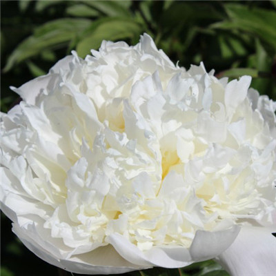 白色的的牡丹花图片，清新花束头像