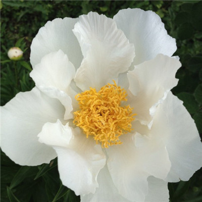 白色的的牡丹花图片，清新花束头像