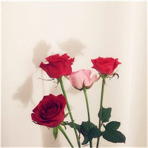 玫瑰花是送给你爱的人的，你是我的唯一