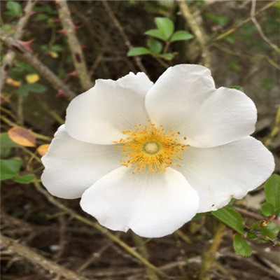 玫瑰花头像，唯美白色野玫瑰特写图片