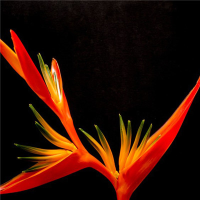 微信优雅花朵头像，优雅清丽的鹤望兰图片